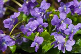 Fiorellini a grappolo profumatissimi che crescono inizio primavera : I 10 Fiori Primaverili Che Sbocciano Quando Finisce Il Freddo Ohga
