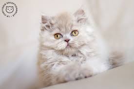 A tortoiseshell cat has a coat with the combination of the colors black, white and orange. Kitten British Longhair Lilac Tortie Chatterie British Longhair British