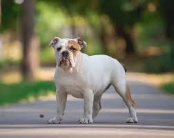 Find english bulldogs puppies & dogs for sale uk at the uk's largest independent free classifieds site. Delina Purebred Healthy English Bulldog Puppy For Sale Newdoggy Com