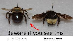 If you see large black bumble bees in your yard. Carpenter Bee Xylocopa Virginica They Can Cause A Lot Of Damage Youtube