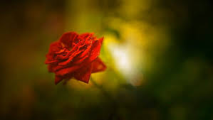 Free shipping on orders over $35. Red Rose 4k 1080p High Quality Hd Wallpaper Wallpaperbetter