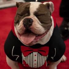 Check spelling or type a new query. River City Bulldog Rescue Home Facebook