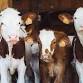 Huron County Fair