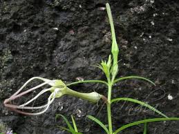 Image result for Ceropegia achtenii