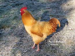 So since i have 7 hens to one rooster, do you believe that is a good hen/rooster ratio for a completely free range flock? Pam S Backyard Chickens Omg It S A Roo How To Tell If You Have A Hen Or A Rooster