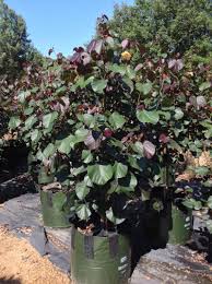Image result for Hibiscus tiliaceus