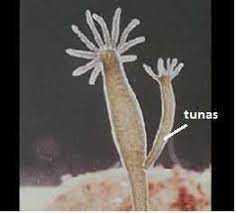 Maybe you would like to learn more about one of these? Perkembangbiakan Hewan Disertai Gambar Ciptacendekia Com