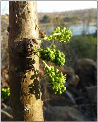 Image result for Tinospora fragosa