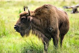 Today, thanks to polish scientists, its population has been largely rebuilt. European Bison Adult Male In Biaa Owiea A Forest An Endangered Species National Animal Of Poland And Belarus Stock Photo Picture And Royalty Free Image Image 150357870
