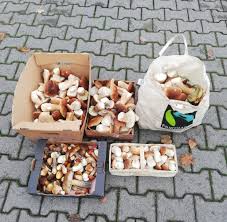 Für pilzsammler gibt es spezielle pilzmesser, welche eine bürste am ende haben. Pilze In Deutschland Steinpilze So Weit Das Auge Reicht Welt