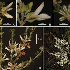 Image result for Indigofera sordida