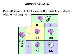 Genetic Crosses And Zygosity Heterozygous Having Two