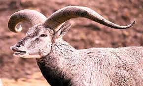 Maybe you would like to learn more about one of these? Pakistan S National Animal Ibex Hunted Endangered In Balochistan Brandsynario