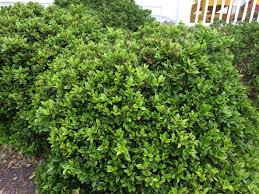 Check spelling or type a new query. Carissa Holly Ilex Cornuta Carissa Your Plant Appears To Be A Holly But The Distance Makes It Hard To Confirm That This Shrub Can Grow Shrubs Soil Plants