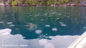 Docu ko lanta episode du vendredi 3 mai. Quallen In Thailand 2021 Erste Hilfe News Thai23