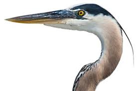 This rich tone of blue is easy to match, so have fun with your trim and accessories, and change them frequently to refresh your curb appeal. Heron Egret Control Products Nixalite