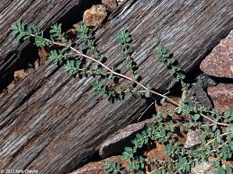 Image result for Euphorbia prostrata