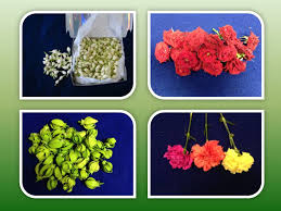 Daily pooja is indian's largest online portal, which deals with the puja materials, flowers, garlands and much more. Pooja Flowers Pooja Flowers And Supplies