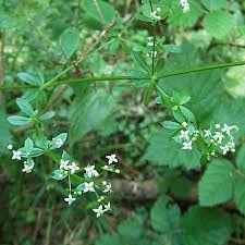 Image result for Galium