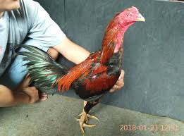 Harga live bird harus di atas hpp sesuai peraturan menteri perdagangan nomor 96 tahun 2018, secepatnya dan seterusnya, ucap parjuni. Peternakan Ayam Bangkok Kediri Jawa Timur Tentang Kolam Kandang Ternak