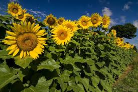 Nikonkenny S Deviantart Gallery Sunflower Fields Sparta Favorite Places