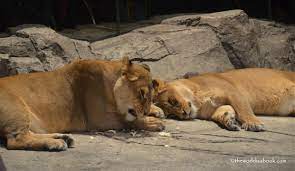 The mgm grand is losing its lions. Petting A Cub At Mgm Lion Habitat The World Is A Book