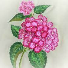 Machine Embroidery Design Hydrangea Flower Set Floral Embroidery Pattern Embroidery Flowers Pattern Machine Embroidery Patterns Machine Embroidery Designs