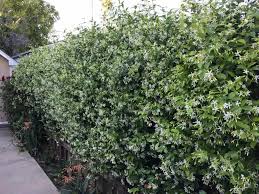 Check spelling or type a new query. Do Climbers Damage Fences Backyardscape