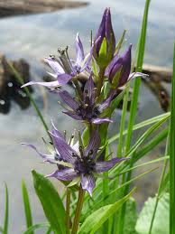 Image result for Swertia erosula