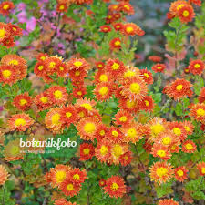 Image result for Chrysanthellum indicum