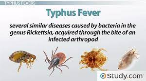Rare cases have been reported from the united arab emirates and chile. Typhus Fevers And Rickettsia Video Lesson Transcript Study Com