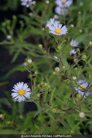 Image result for Xyris asterotricha