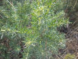 Image result for Adenocarpus