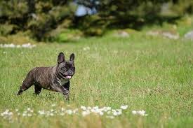 Blue tri merle boy out of inxs (english rose bulldogz) and kora. How Much Does A French Bulldog Cost Dreamvalleyfrenchies Com