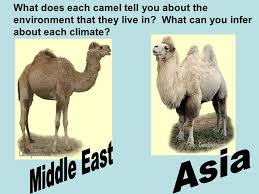 Why do camels have hump on their back 44. What Am I Camels Ships Of The Desert Made Trade In The Middle East Possible Ppt Download