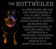 Perfectly Describes My Pup Loyal Dogs Rottweiler Dog Quotes