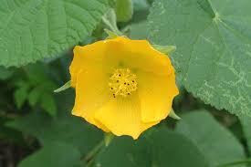 Image result for Abutilon grantii