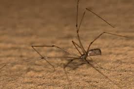 How long does it take to recover from a spider bite? Are Daddy Long Legs Poisonous Terminix