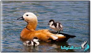 Angut Kusu Ozelligi Ve Angut Kusu Hikayesi