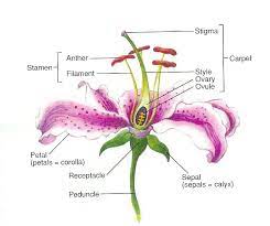 Plant Meiosis Parts Of A Flower Flower Structure Flower Anatomy