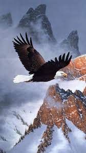 Eagle Wallpaper 4k Iphone Mywallpapers Site Eagle Wallpaper Eagle Images Eagle Pictures