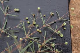 Image result for Hypertelis cerviana