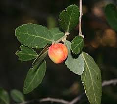 Image result for Mystroxylon