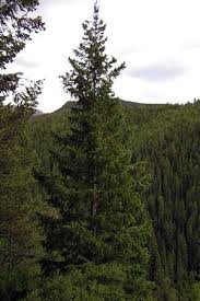 Colorado S Major Tree Species Colorado State Forest Service Colorado Landscaping Landscaping Trees Colorado Blue Spruce