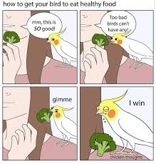 Bird Doesn T Care About Being Eaten Pin On Lutino Cockatiel