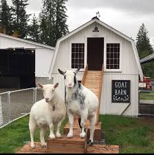 While the official petting area in woodland park zoo doesn't open until summer, you never know who you might meet. Farm Animals Enumclaw S Thomasson Family Farm