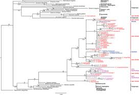 Image result for Emilia caespitosa