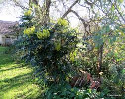 A handsome, carefree evergreen shrub with dense, spineless, threadleaf foliage on an upright, bushy form. Mahonia Eurybracteata Soft Caress A French Garden