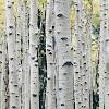 Birch can even be used in bathrooms if extreme care is given, although as with most hardwood flooring options, birch is not highly recommended for those areas that are repeatedly exposed to standing water or excessive moisture. Https Encrypted Tbn0 Gstatic Com Images Q Tbn And9gcts0fthyt1qjuhq5a Iag53nr Decpwq Op8xotpzp2r2q2va6h Usqp Cau