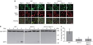 You can get to read the whole novel for free from this site. Involvement Of Mitochondrial Dynamics In The Segregation Of Mitochondrial Matrix Proteins During Stationary Phase Mitophagy Nature Communications
